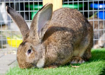 Best Cage For Flemish Giant Rabbit