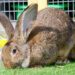 Best Cage For Flemish Giant Rabbit