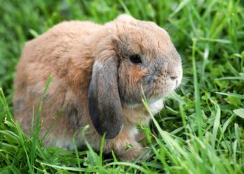 Best Cage For Mini Lop Rabbit