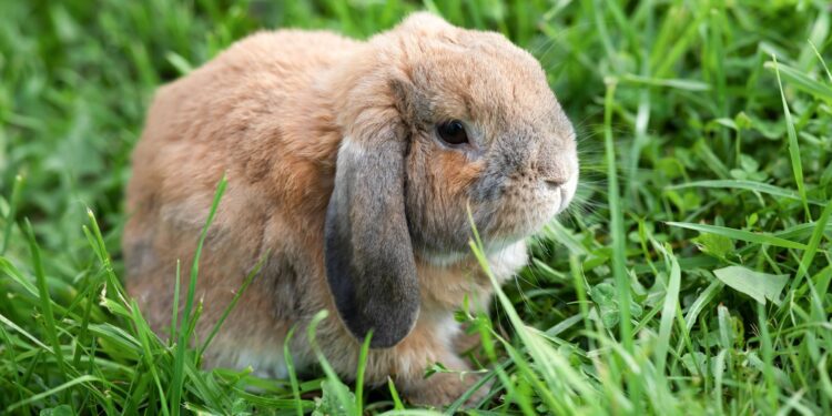 5 Best Cage For Mini Lop Rabbit 2024 | MyPetCareJoy