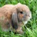 Best Cage For Mini Lop Rabbit