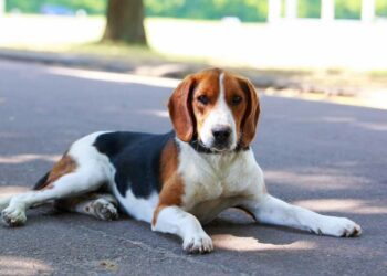Best Food For American Foxhound