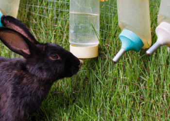 Best Rabbit Water Bottle
