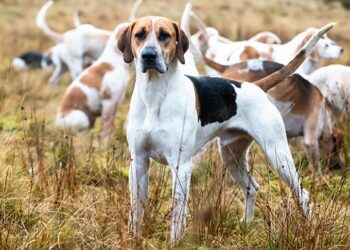 Best Shampoos For American Foxhound