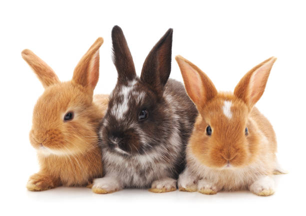 Bunny vs Rabbit | What’s The Difference ? | MyPetCareJoy