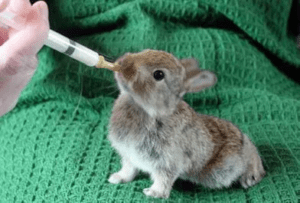 Can Baby Rabbits Drink Cow-Milk