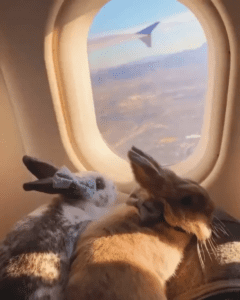 Can I Take My Rabbit On A-Plane