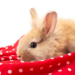 Can Rabbits Eat Fabric
