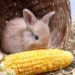 Can Rabbits Eat Sweet Corn