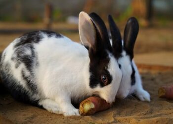 Can Rabbits Eat Sweet Potato