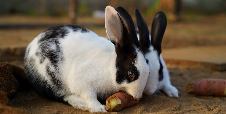Can Rabbits Eat Sweet Potato