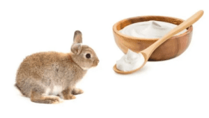 Can Rabbits Eat-Yogurt