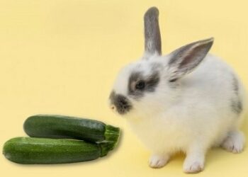 Can Rabbits Eat Zucchini