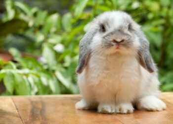Can Rabbits Get Hiccups