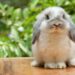Can Rabbits Get Hiccups
