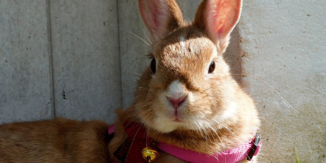 Can Rabbits Wear Collars Or Harnesses Safely? MyPetCareJoy