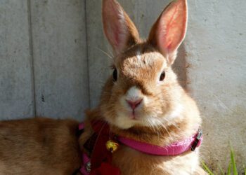 Can Rabbits Wear Collars Or Harnesses Safely