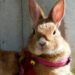 Can Rabbits Wear Collars Or Harnesses Safely
