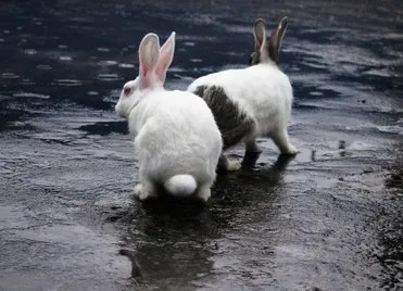 Can You Let Your Rabbit Out In The Rain