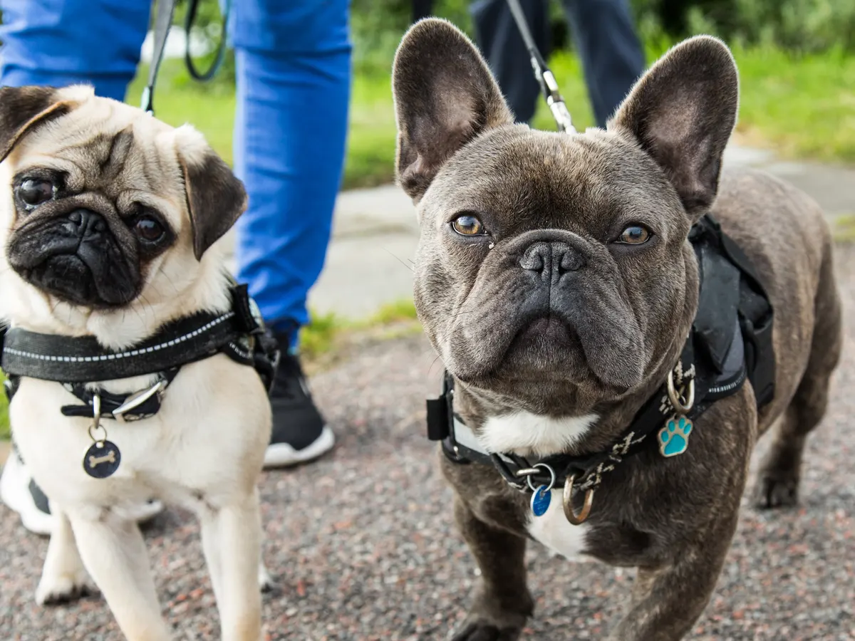 Do French Bulldogs And Pugs Get-Along