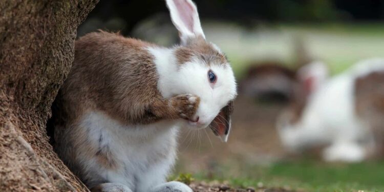 Do Rabbits Have Sweat Glands