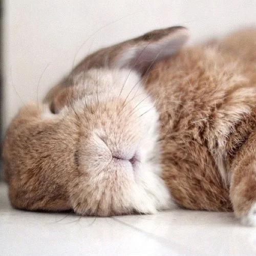 Do Rabbits Play Dead? MyPetCareJoy
