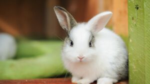 Does Your Rabbit Have-Memory