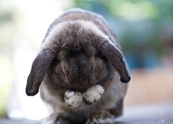 Grooming Behavior In Rabbits