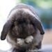 Grooming Behavior In Rabbits