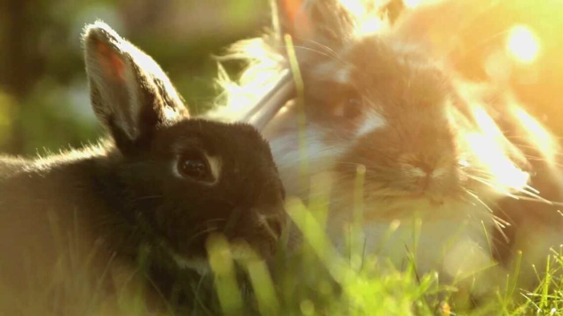 How Do Rabbits Show Fear Or Anxiety? MyPetCareJoy