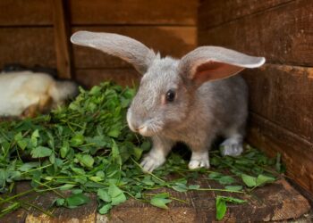 How Do Rabbits Show Fear Or Anxiety