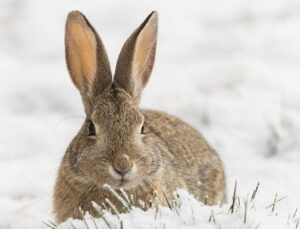 How Do Rabbits Stay Warm-In-Winter