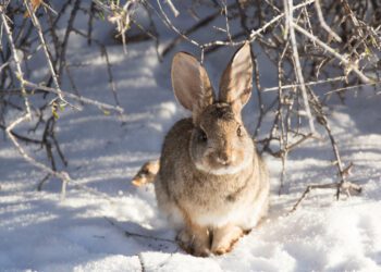 How Do Rabbits Stay Warm In Winter