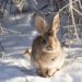 How Do Rabbits Stay Warm In Winter