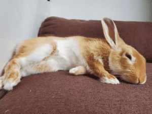 How Do You Know When a Rabbit-Is-Sleeping