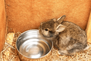 How Long Can A Rabbit Go Without-Water
