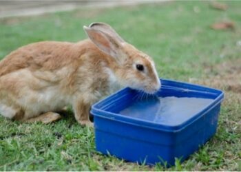 How Long Can A Rabbit Go Without Water