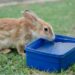 How Long Can A Rabbit Go Without Water