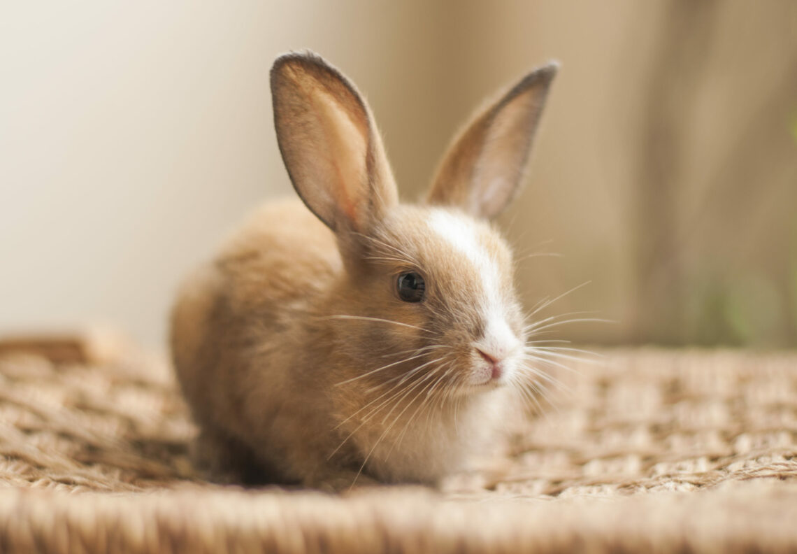 How Much Does a Rabbit Cost? In USD MyPetCareJoy