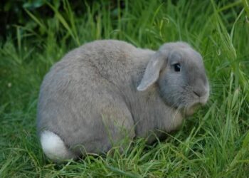 How To Calm Down A Stressed Rabbit