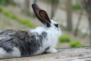 How To Care For Your Elderly-Rabbit