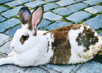 How To Care For Your Elderly Rabbit