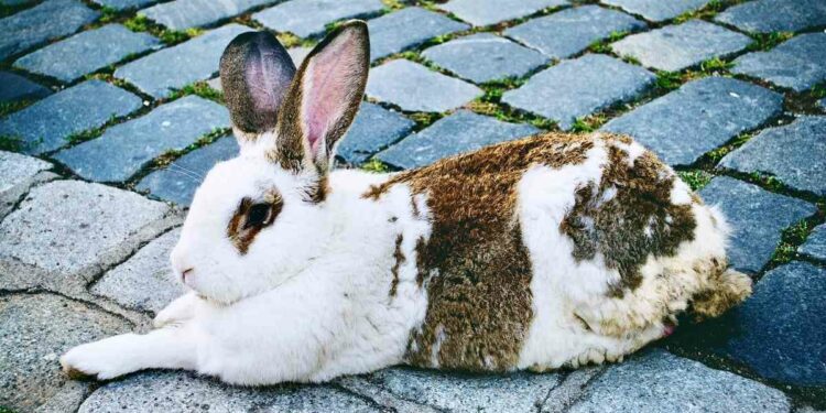 How To Care For Your Elderly Rabbit