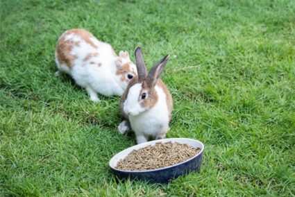 How To Get A Rabbit To Eat-Pellets