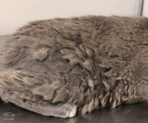How To Get Mats Out Of Rabbit-Fur