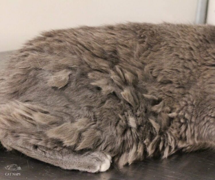 How To Get Mats Out Of Rabbit Fur? MyPetCareJoy