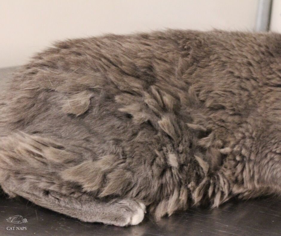 How To Get Mats Out Of Rabbit Fur? MyPetCareJoy