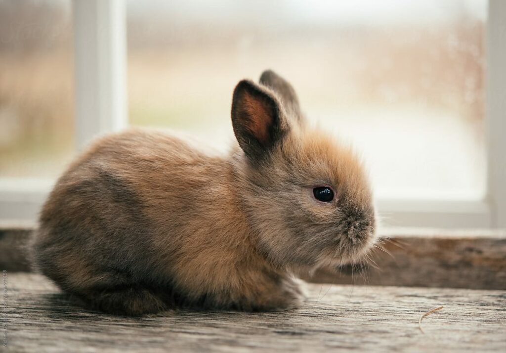 how-to-keep-a-wild-baby-rabbit-alive-mypetcarejoy