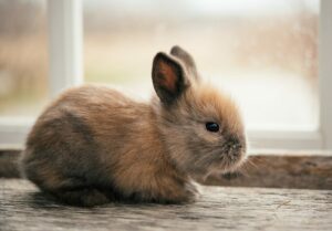 How To Keep A Wild Baby Rabbit-Alive