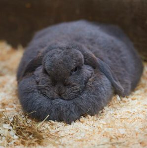 How To Keep Your Rabbit From-Overeating